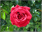 foto Rose
